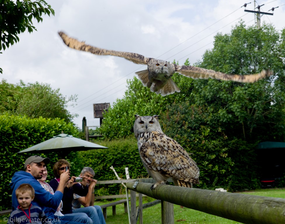Owls at the new forest raptor and reptile centre